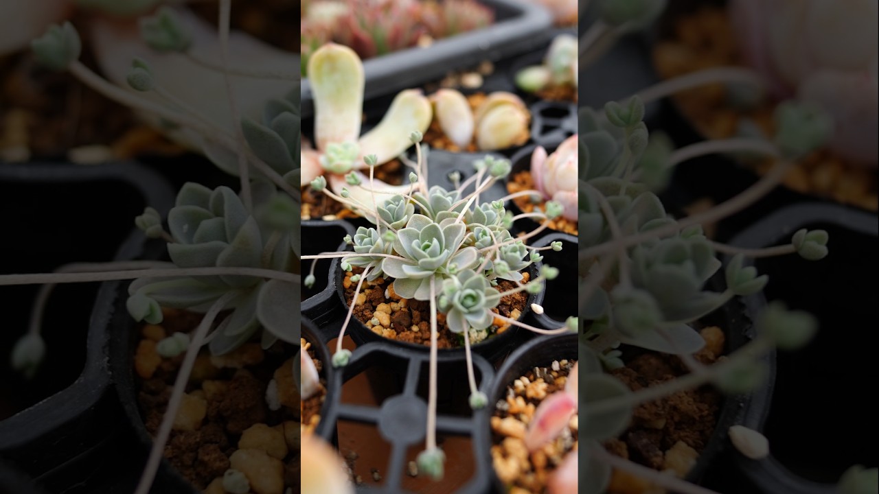 これ見ると春を感じます… #多肉植物 #ガーデニング #観葉植物 #エケベリア #succulents