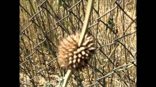 Casino Versus Japan-The Larp