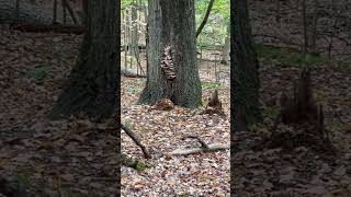 Foraging hike in yet another area