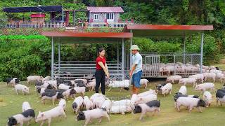 Download lagu Repair Pigsty, Go To Buy Many Piglets And Ducklings Form Villager To Raise | Ly Phuc Vy mp3 Download lagu Repair Pigsty, Go To Buy Many Piglets And Ducklings Form Villager To Raise | Ly Phuc Vy mp3