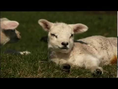 Lambing Live 2011 Highlights Part 5.