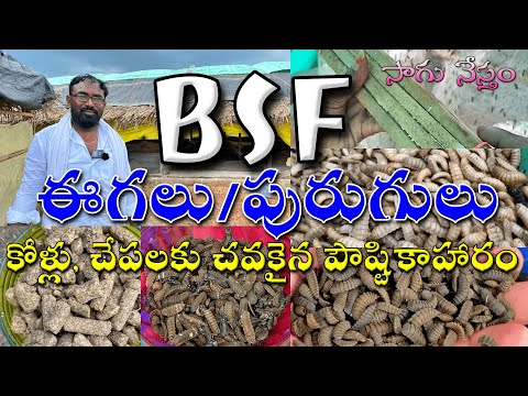 BSF ఈగలు/పురుగులు | కోళ్లు, చేపలకు పౌష్టికాహారం | తక్కువ పెట్టుబడి | కష్టపడితే ఫలితం | దాణా ఉచితం |