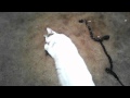 The Lazy Cat Song