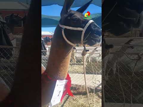 | Expoferia de camélidos Toledo  | Provincia Saucarí Oruro Bolivia 2026 #CulturaBoliviana