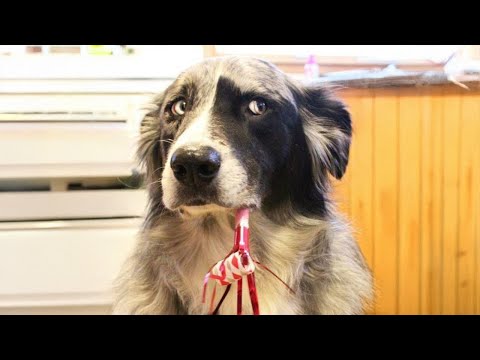 Border Collie Isn't Only The SMARTEST Dog But Also The FUNNIEST 😂