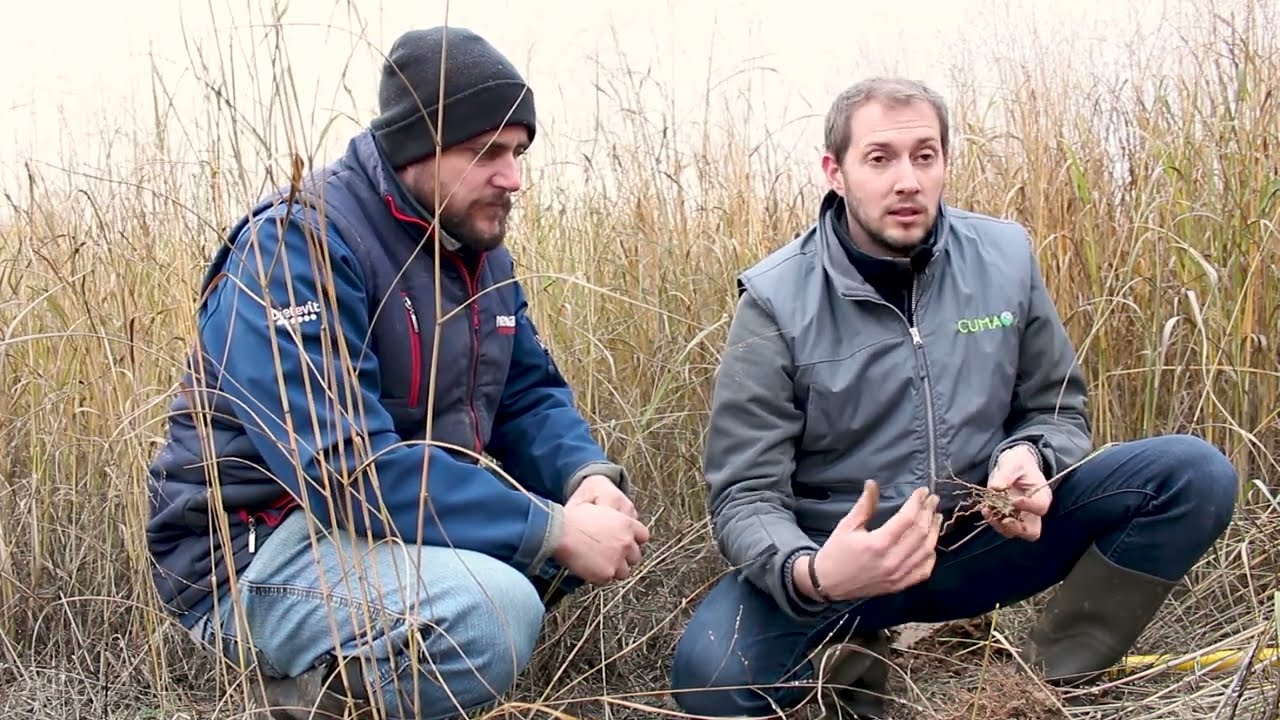 Switchgrass ou Panic érigé 2/2