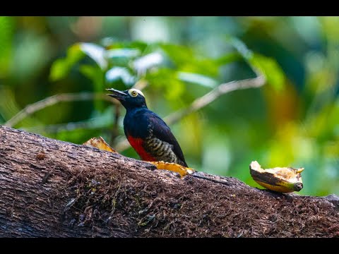 Arena Blanca - banana feeders for birds