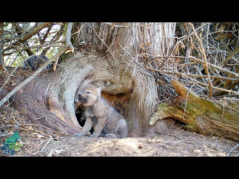Wolf pup attempts to howl but can't quite get it out