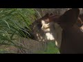 Zoo Day Meet The Okapi