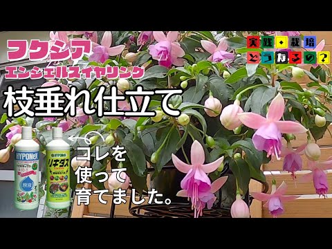 美しいフクシアを手に入れるにはどうすればよいですか？ 4つの秘密が明らかに  庭園