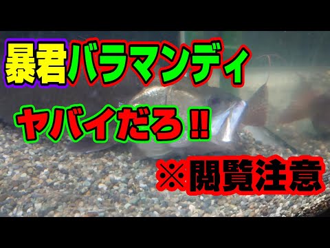 後期カルカリファー(前景)