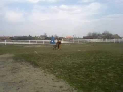 Nikarad, Examen mondio Turnu, Arad.wmv