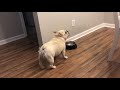 Angry French Bulldog On Diet Throws Tantrums For Not Getting Food 1065754