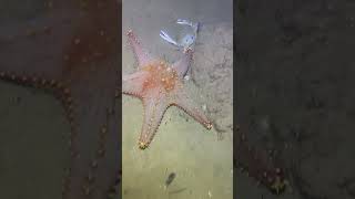 I catching seafood on the seafloor-P1026-3.#fishing #ocean #deepsea #nature #beach