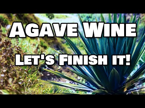 Agave Wine - Let's Finish it, and TASTE it!