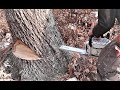 DANGEROUS TREES! Severe Lean, How to fell a tree with hard lean - Into The Woods DANGEROUS TREES! Severe Lean, How to fell a tree with hard lean