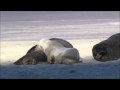 HD Test Windows 7 Wildlife Clip