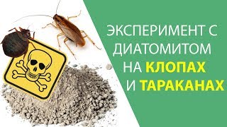 Клопы, тараканы mqdefault - Клопы, тараканы