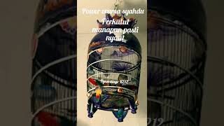 Download lagu Perkutut bangkok Juara Nasional mp3