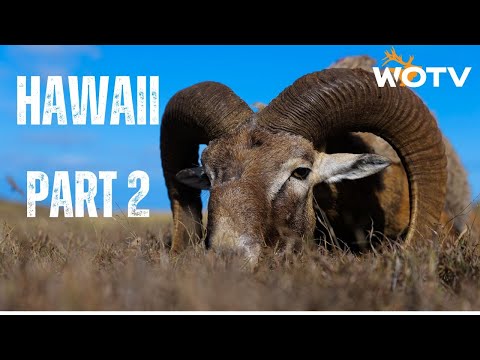 Hawaii Part 2 — Mouflon Hybrids