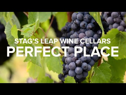 Stag's Leap Wine Cellars - Why Napa Valley is the Perfect Place for Age Worthy Wines