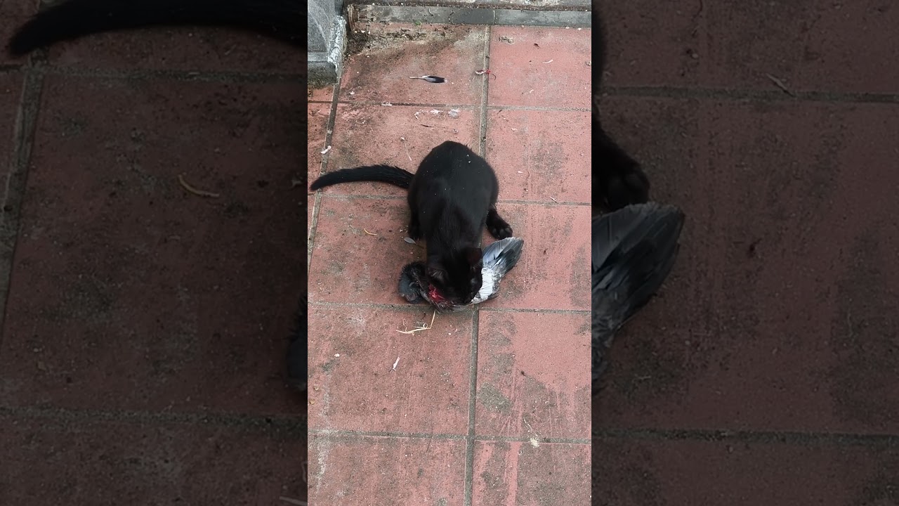 The cat eats the pigeon, be careful, strong images but it's nature