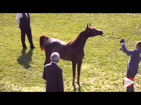 N.88 SHAGRAN ATHBAH - Ströhen 2015 B-Show - Yearling Colts (Class D)