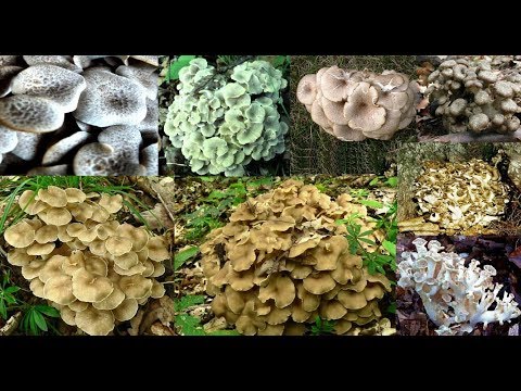 Mushroom sa taba at calories Mga tagubilin para sa bikes Mawalan
