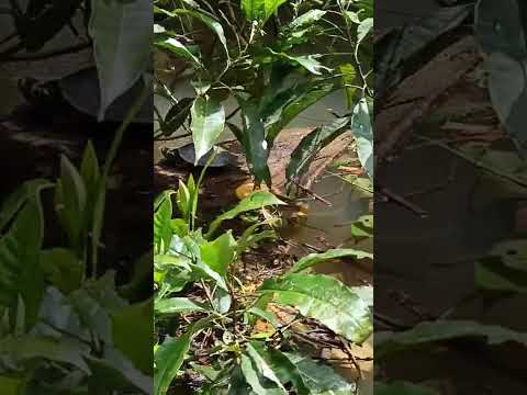 en en departamento de Loreto provincia de Ramón Castilla distrito de pevas