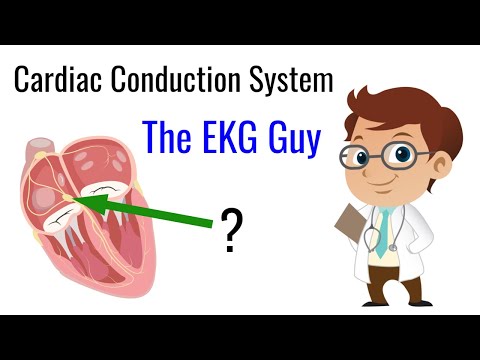 Cardiac Conduction System | The EKG Guy - www.ekgguy.com