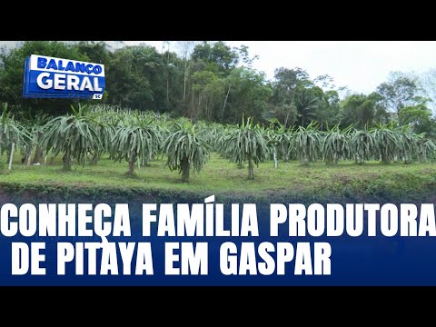 Conheça família produtora de pitaya em Gaspar