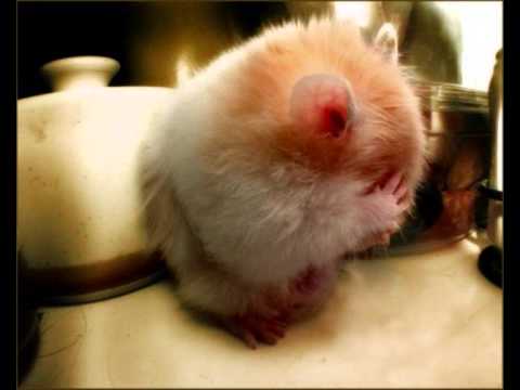 Guddison - Wstyd (KOSANOSTRA/Rap Anarchia)