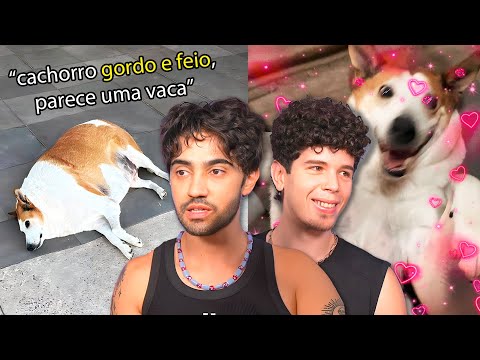 vítima de gordofobia canina vira celebridade nacional: conheça Silveira