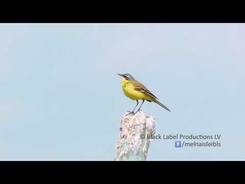 Dzeltenā cielava Motacilla flava | Latvijas putni / Latvian birds