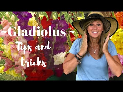 Gladiolus Tips and Tricks | Kelly  Lehman