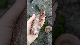 Amonit Cleoniceras 335g