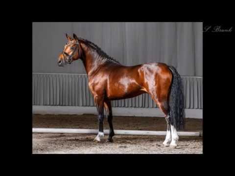 "Belagio" Reitponyhengst zum Verkauf