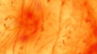 8 HOURS Deep Relaxation Immersion SEA OF TRANQUILLITY (High Quality "Sound Galaxies" Crystal Bowls)