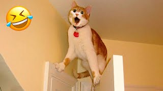 Download lagu Funny Animal Videos 2023 😇 - Funniest Dogs and Cats Videos 😅 #4 mp3