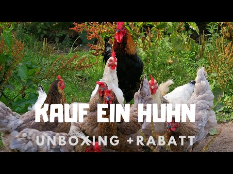 🐓 Grutto Kauf ein Huhn - Unboxing + RABATT