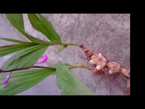 白芨的美容功效, 白芨面膜, 白芨价格, 白芨种苗, 白芨种子