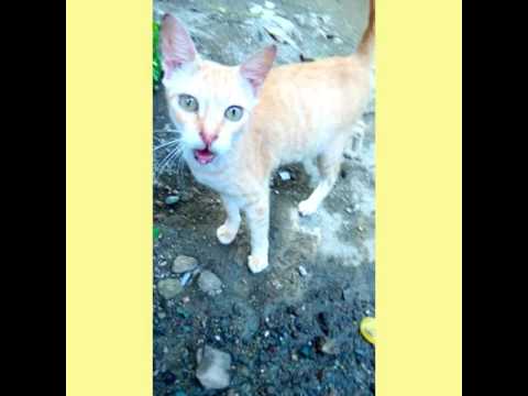 My pussy cat is hungry