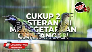 Download lagu 🔴Kolibri Manggar Betina Gacor Nembak vs Cucak Cungkok Gacor Masteran Terbaik ❗️ mp3