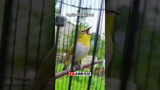 Download lagu Terapi embun pagi hari untuk pleci tambah gacor 👆❗ mp3