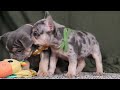 French Bulldog dogs for sale: Bently - Video 1