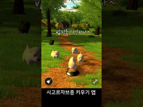 시고르자브종 키우기
