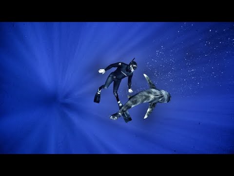 Diver frees shark from hook - oceanic whitetip