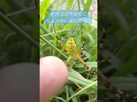 コガネグモについて詳しく解説