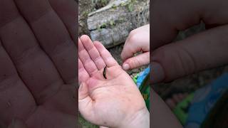 Will it pinch? #insect #insects #bite #pinch #earwig #earwigs #nature #outdoors #bug #bugs