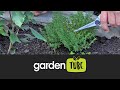 How To Grow Thyme